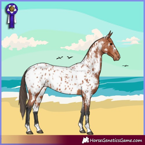 Horse Color:White Spotted Bay Appaloosa 