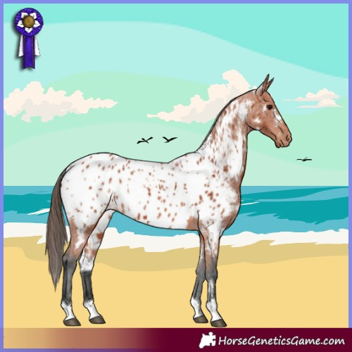Horse Color:White Spotted Bay Appaloosa