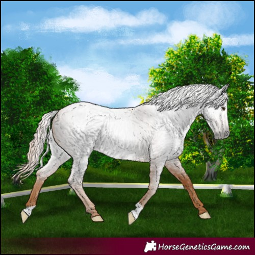 Horse Color:Gray Red Roan Appaloosa 