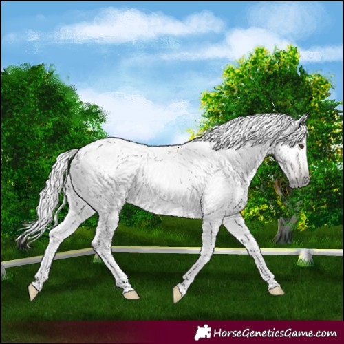 Horse Color:Gray Red Roan Appaloosa 