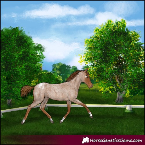 Horse Color:Gray Red Roan Appaloosa 