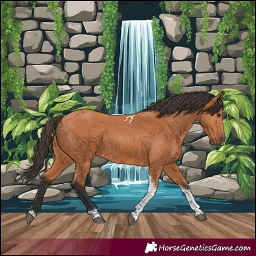 Horse Color:Bay Tobiano 