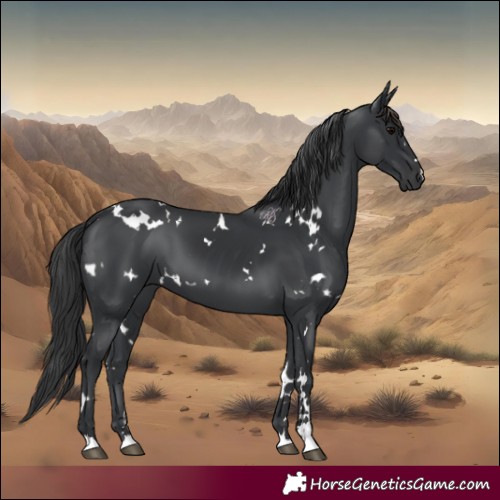 Horse Color:White Spotted Black 