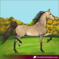Horse Color:Buckskin Dun 