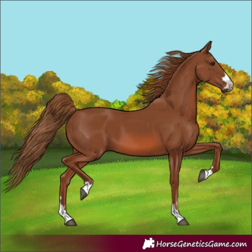 Horse Color:Chestnut 