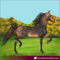 Horse Color:Buckskin 