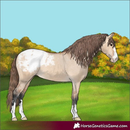 Horse Color:Unknown 