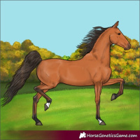 Horse Color:Bay 