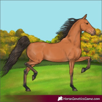 Horse Color:Bay 