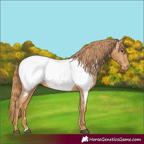 Horse Color:Chestnut Appaloosa 