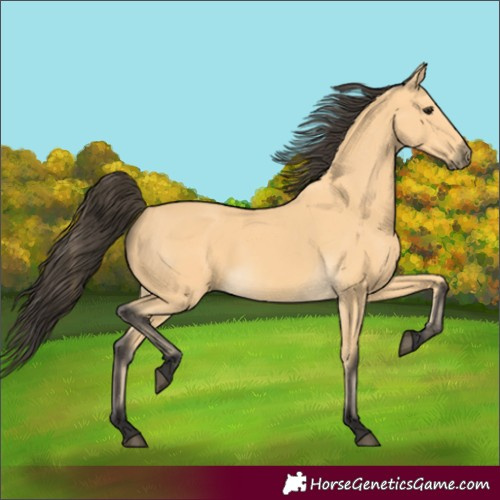 Horse Color:Buckskin 