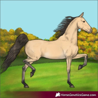Horse Color:Buckskin 