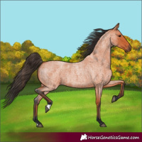 Horse Color:Bay Roan 