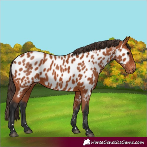 Horse Color:Bay Appaloosa