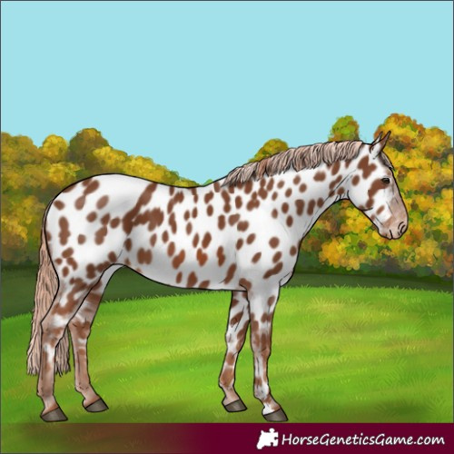 Horse Color:Chestnut Appaloosa 