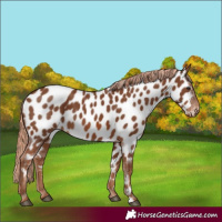 Horse Color:Chestnut Appaloosa 