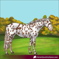 Horse Color:Chestnut Appaloosa 