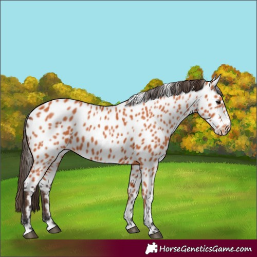 Horse Color:Bay Leopard
