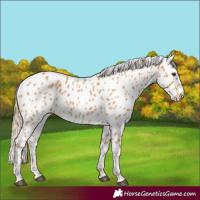 Horse Color:Chestnut Appaloosa 