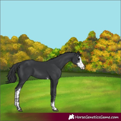 Horse Color:Black Sabino 
