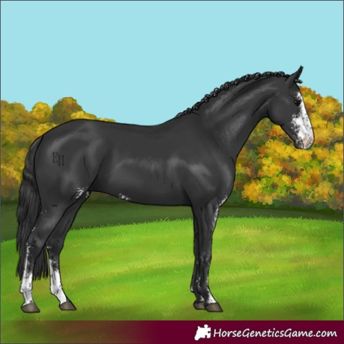 Horse Color:Black Sabino 