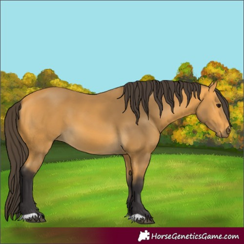 Horse Color:Buckskin