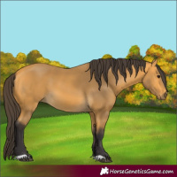 Horse Color:Buckskin 