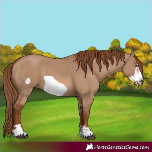 Horse Color:Red Dun Frame 