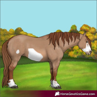 Horse Color:Red Dun Frame 