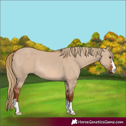 Horse Color:Red Dun Rabicano 