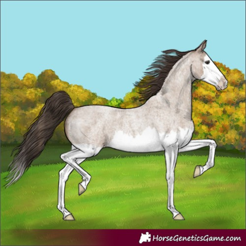 Horse Color:Classic Champagne Roan Splash 