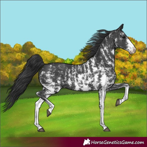 Horse Color:Black Sabino 