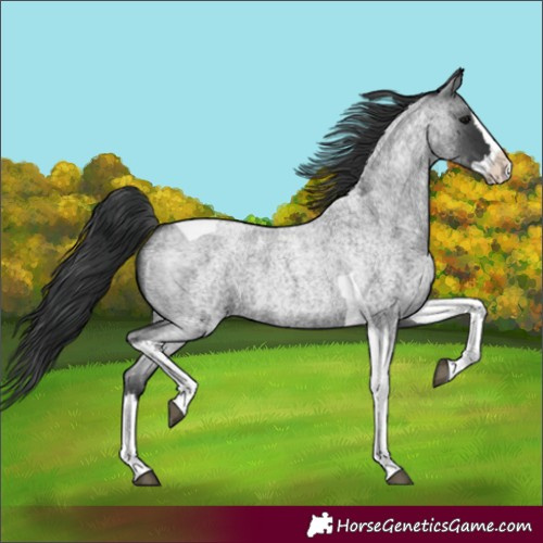 Horse Color:Blue Roan Splash Tobiano 