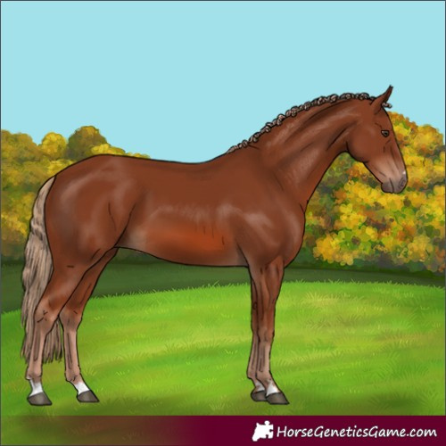 Horse Color:Chestnut 