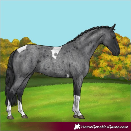 Horse Color:Blue Roan Tobiano 