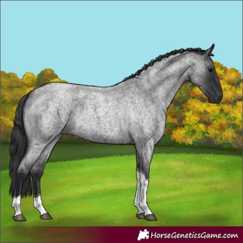 Horse Color:Blue Roan Tobiano 
