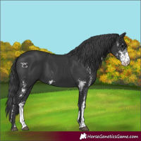 Horse Color:Black Sabino 