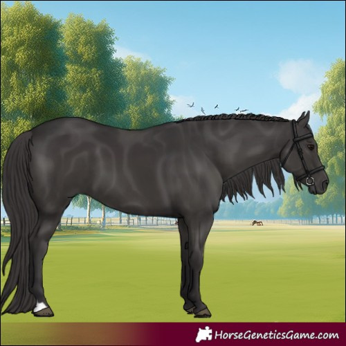 Horse Color:Smoky Black