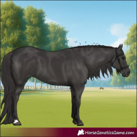 Horse Color:Smoky Black 