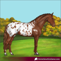 Horse Color:Chestnut Appaloosa 