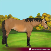 Horse Color:Gray Buckskin