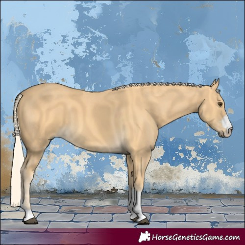 Horse Color:Palomino 