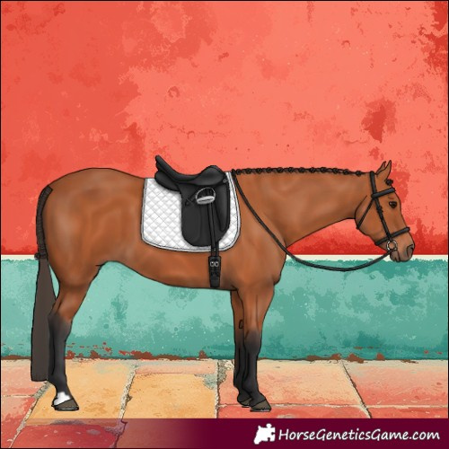 Horse Color:Bay 