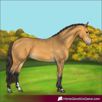 Horse Color:Buckskin 