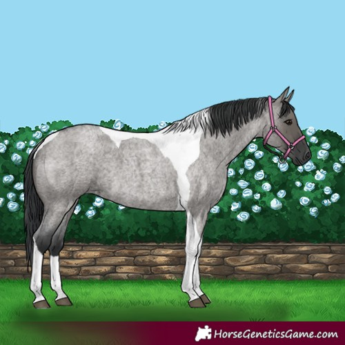 Horse Color:Grullo Roan Tobiano 