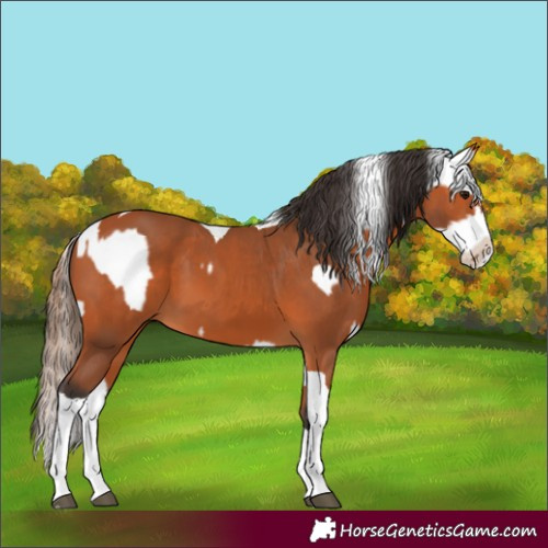 Horse Color:Bay Splash Tobiano Appaloosa  and Bay Splash Tobiano 