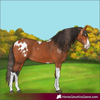 Horse Color:Bay Splash Tobiano Appaloosa  and Bay Splash Tobiano 