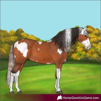 Horse Color:Bay Splash Tobiano Appaloosa  and Bay Splash Tobiano 
