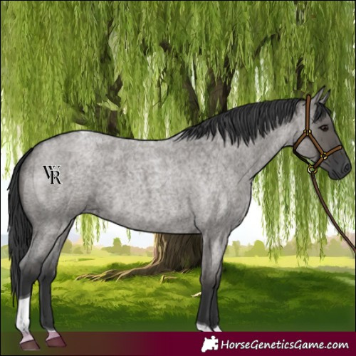 Horse Color:Grullo Roan Tobiano 