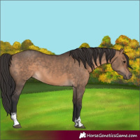 Horse Color:Brown Dun  and Brown Dun 